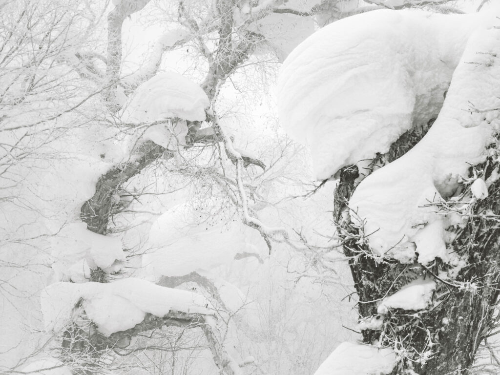 Looking up at snow-covered oak trees in a Hokkaido winter forest during heavy snowfall