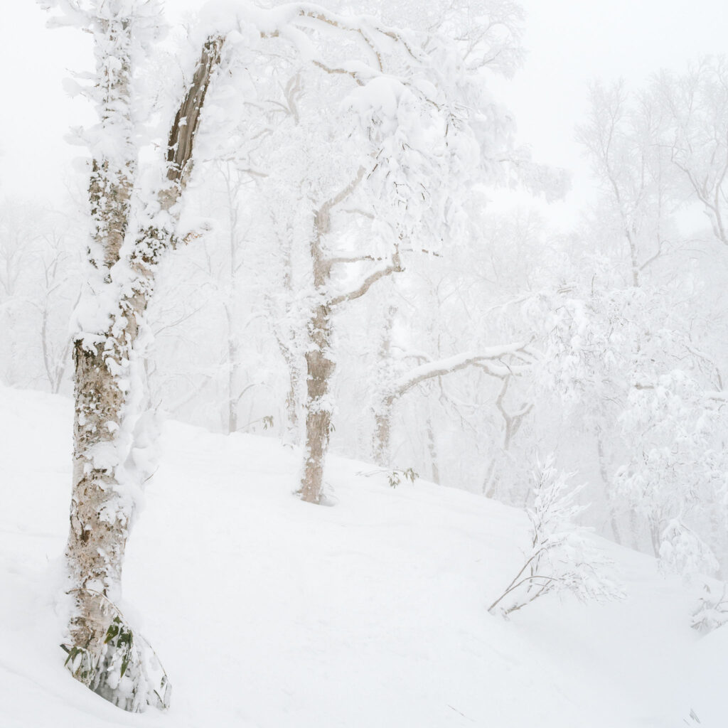 Heavy snow covering trees in a foggy winter forest in Hokkaido