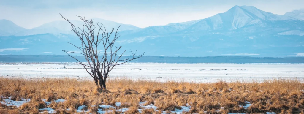 Minimalist winter landscape in Hokkaido with lone tree and mountain backdrop
