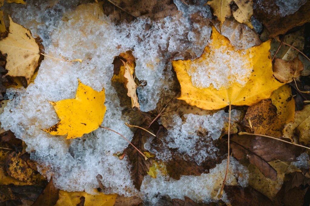 mindful-photography-autumn-leaves-on-ice Autumn leaves resting on thin ice in a forest stream, photographed during a mindful photography walk.