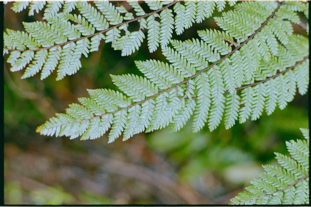 mindful-photography-fern-forest Green fern growing in a quiet forest, photographed as part of a mindful photography practice in nature.