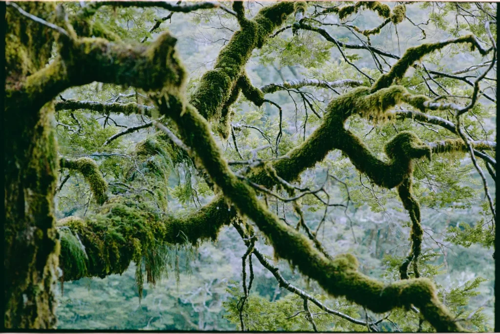 mindful-photography-mossy-branch-forest Close-up of a moss-covered tree branch in a quiet forest, photographed as part of a mindful photography practice.