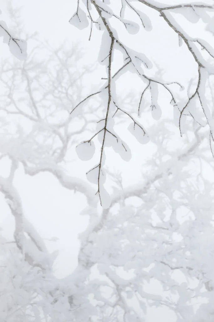 snow-covered-branches-winter-mindful-photography. Minimal snow-covered tree branches in a quiet winter forest, photographed as part of a mindful photography practice.