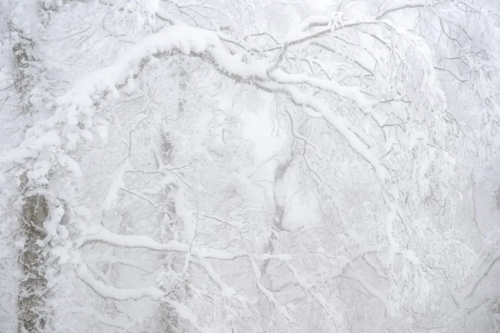 snow-covered-tree-branches-mindful-photography. Snow-covered tree branches in a quiet winter forest, photographed as part of a mindful photography practice.