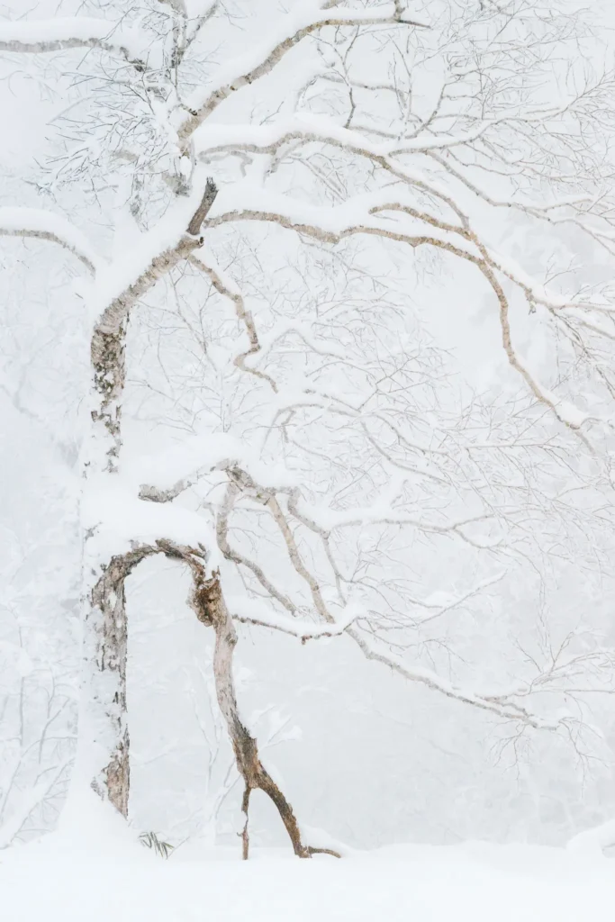 snow-covered-tree-branches-winter-forest. Snow-covered tree branches layered against a pale winter forest background