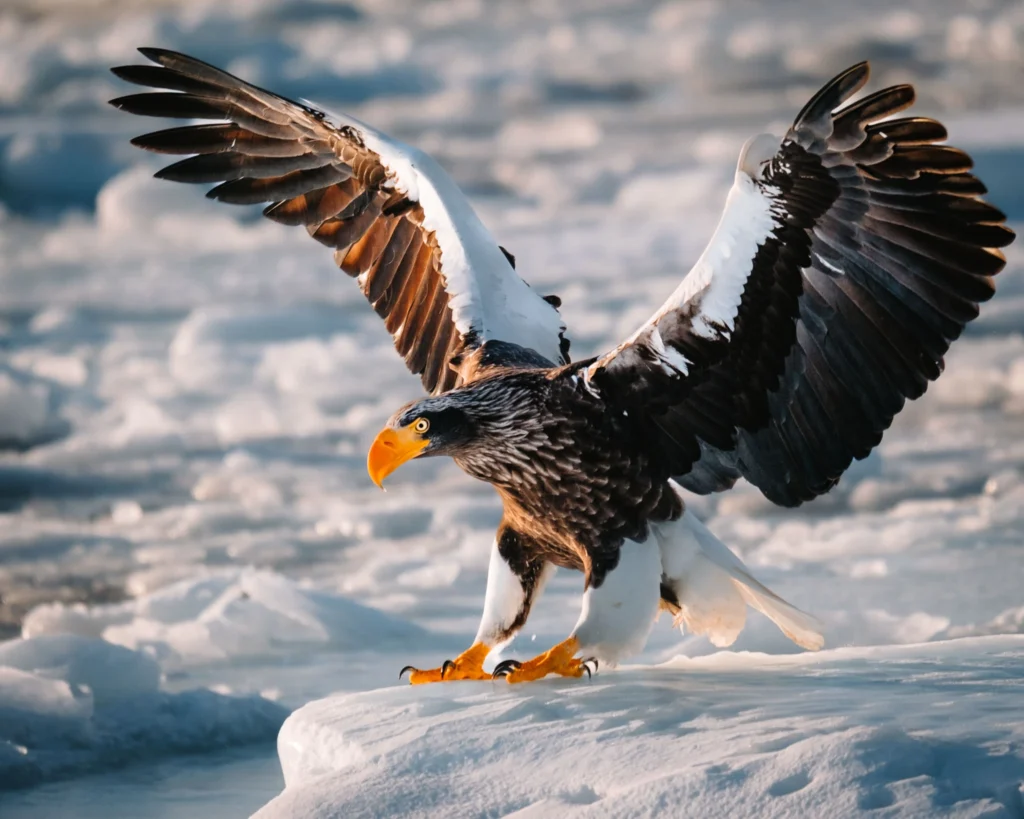 Steller’s sea eagle spreading its wings while landing on drift ice in Hokkaido