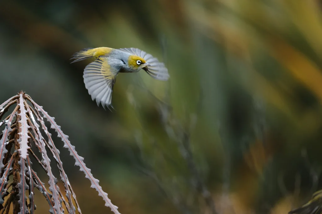 Small bird in flight photographed using Nikon Z8 pre-capture and 30fps burst shooting