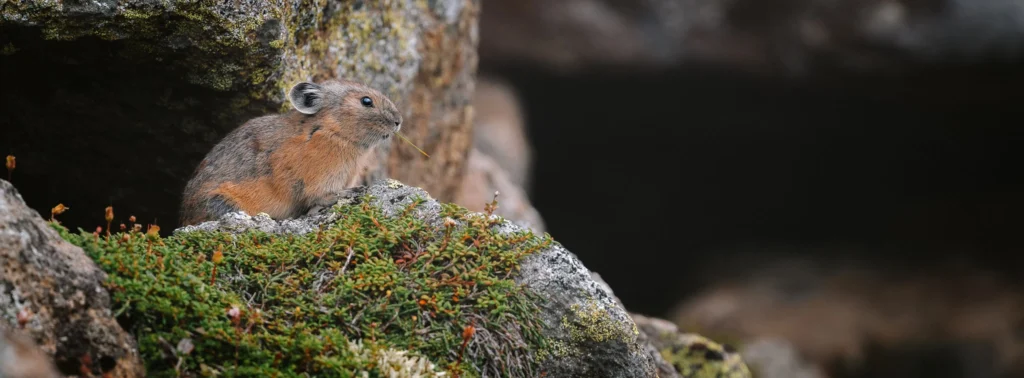 Pika sitting on mossy rocks photographed with the Nikon Z8 and Nikon 300mm f/4 PF telephoto lens