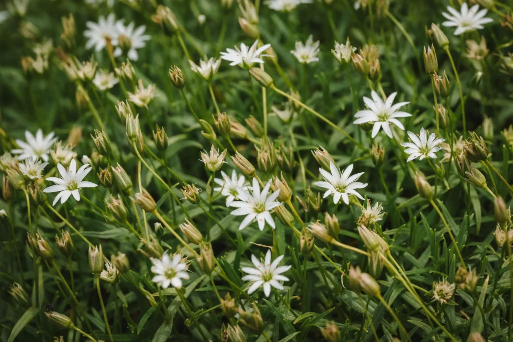 Alpine flowers in Daisetsuzan National Park Hokkaido Japan
