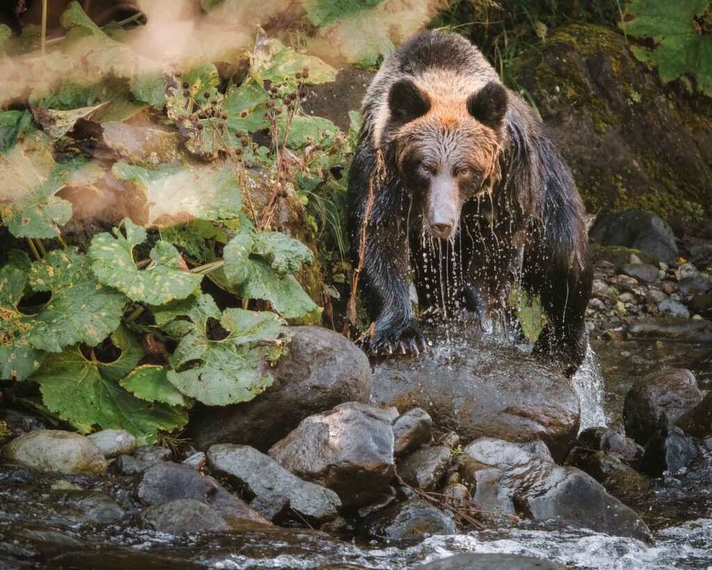 Ezo brown bear fishing in river Shiretoko Hokkaido Japan