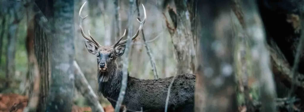 Ezo deer standing in a forest in Hokkaido Japan surrounded by trees