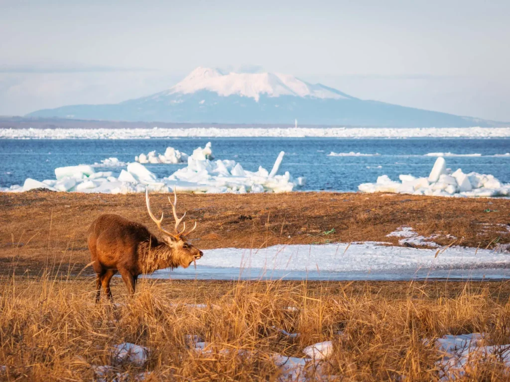 Ezo deer on Notsuke Peninsula with drift ice and mountains Hokkaido Japan