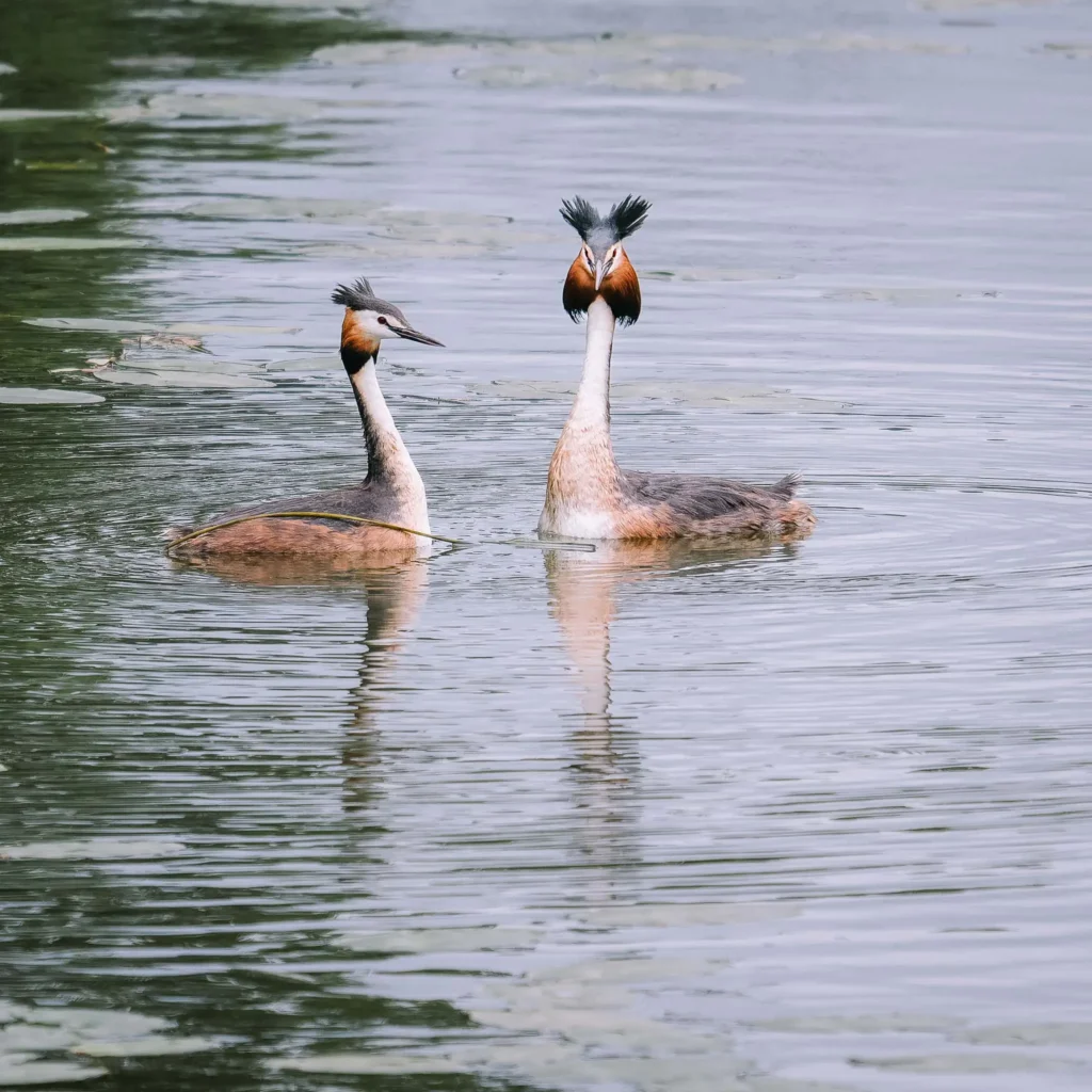 Great crested grebes on Lake Onuma Hokkaido Japan