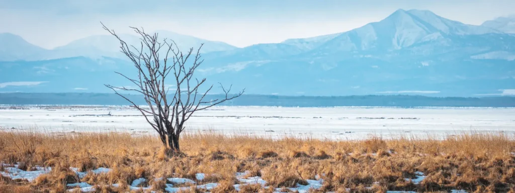 Minimal winter landscape with lone tree on Notsuke Peninsula Hokkaido Japan