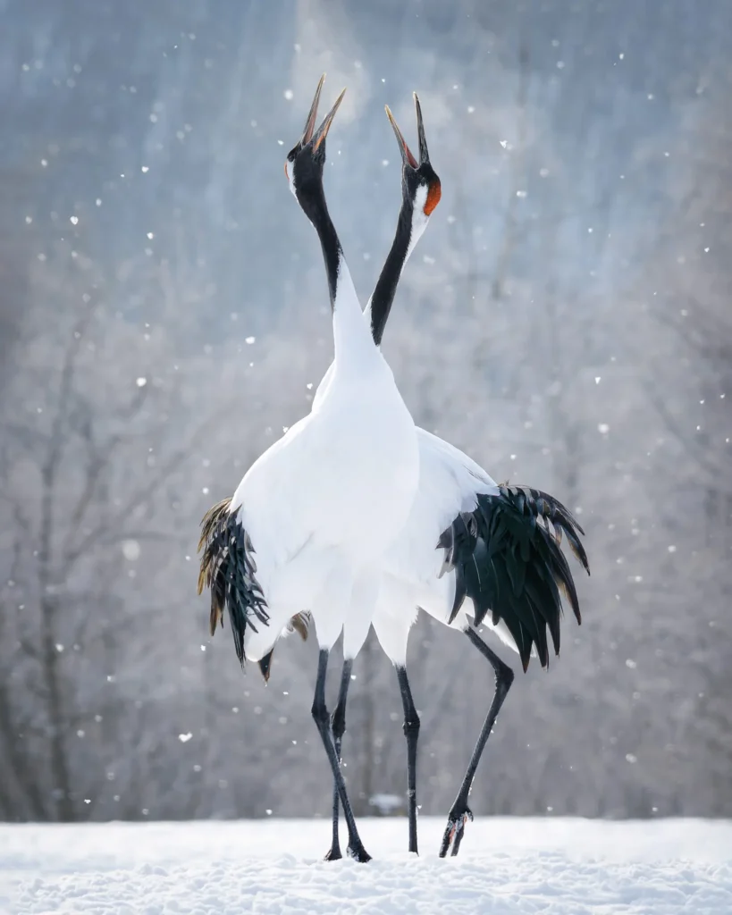 Red-crowned cranes dancing in snow in Tsurui Hokkaido Japan