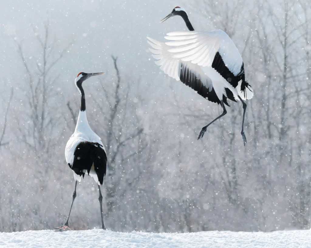Red-crowned cranes dancing in snow near Tsurui Hokkaido Japan