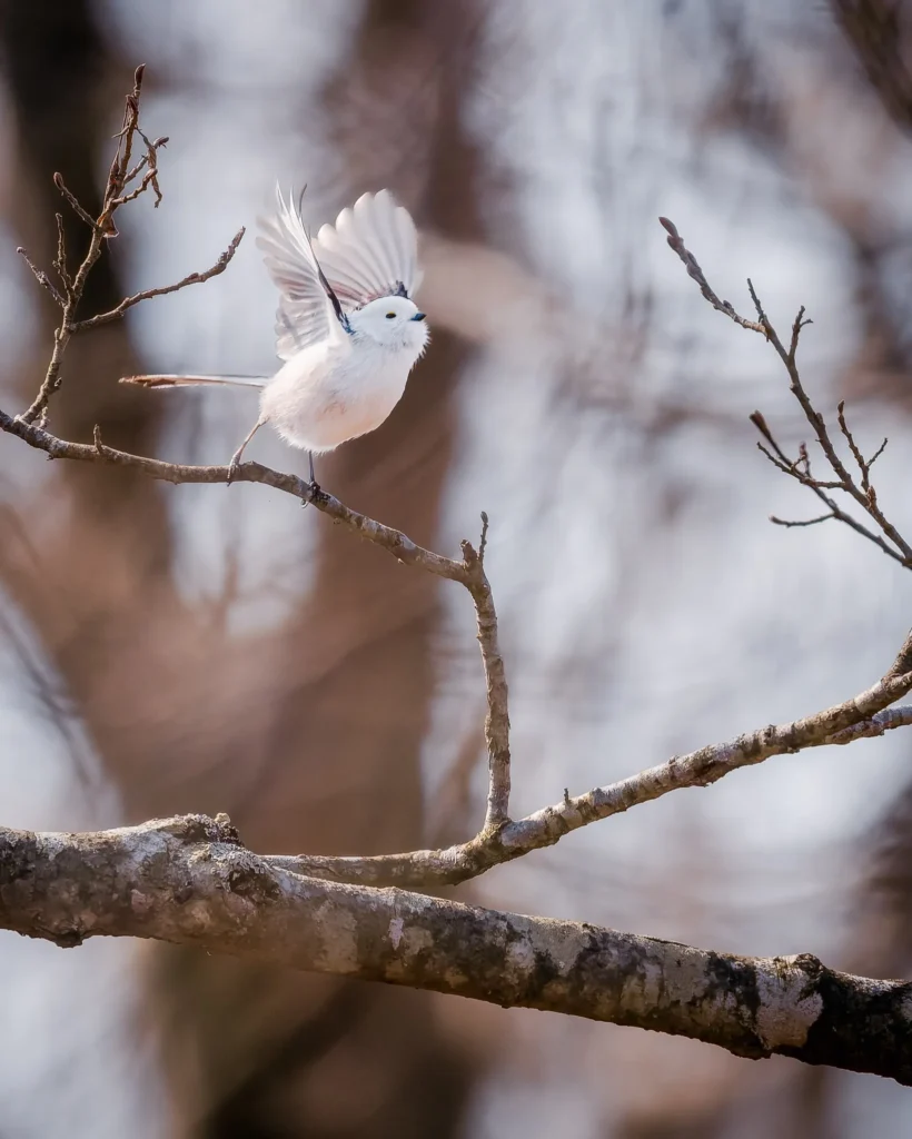 Shima enaga bird perched on branch at Lake Utonai near Chitose Hokkaido