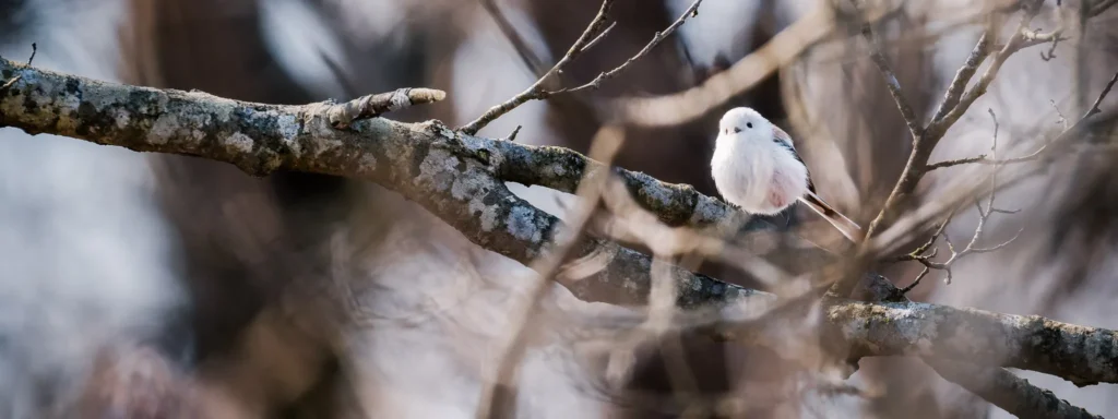 Shima enaga snow fairy perched on branch in forest Hokkaido Japan