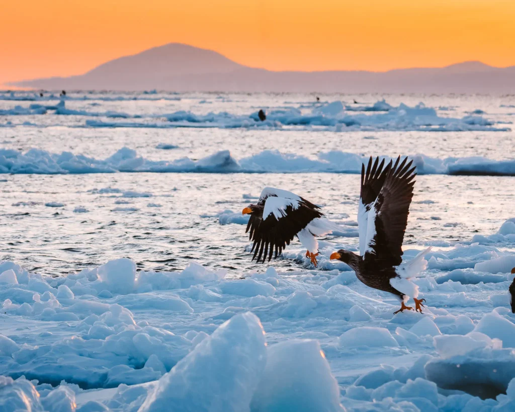 Stellers sea eagles landing on drift ice in Rausu Shiretoko Hokkaido Japan