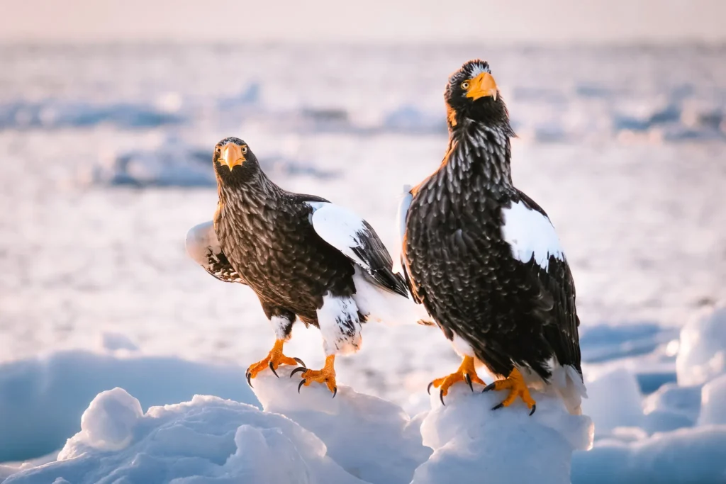 Stellers sea eagles perched on drift ice in Rausu Shiretoko Hokkaido Japan
