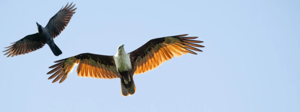 Brahminy Kite flying with backlit wings while being mobbed by a crow in Sri Lanka.