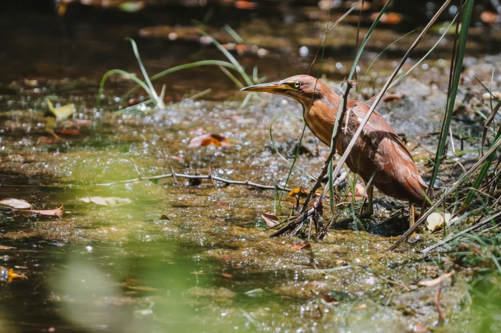 Cinnamon Bittern standing beside a small wetland creek in Kumana National Park, Sri Lanka.