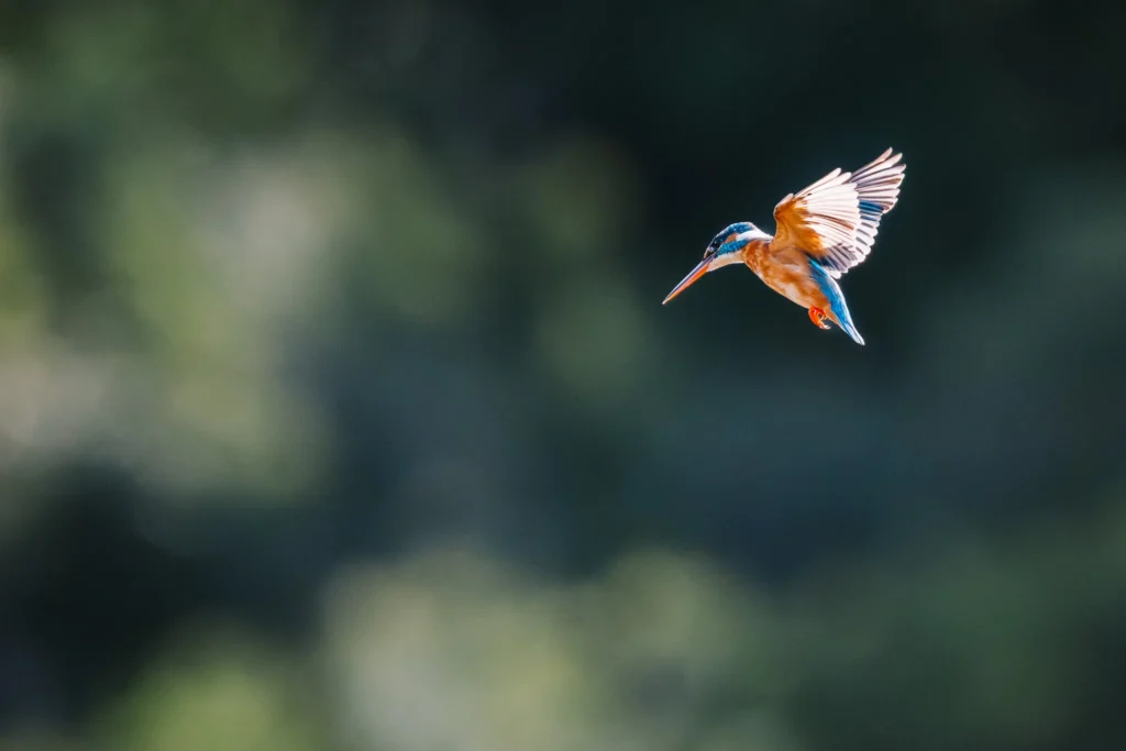 Common Kingfisher hovering above the water in Kumana National Park, Sri Lanka.