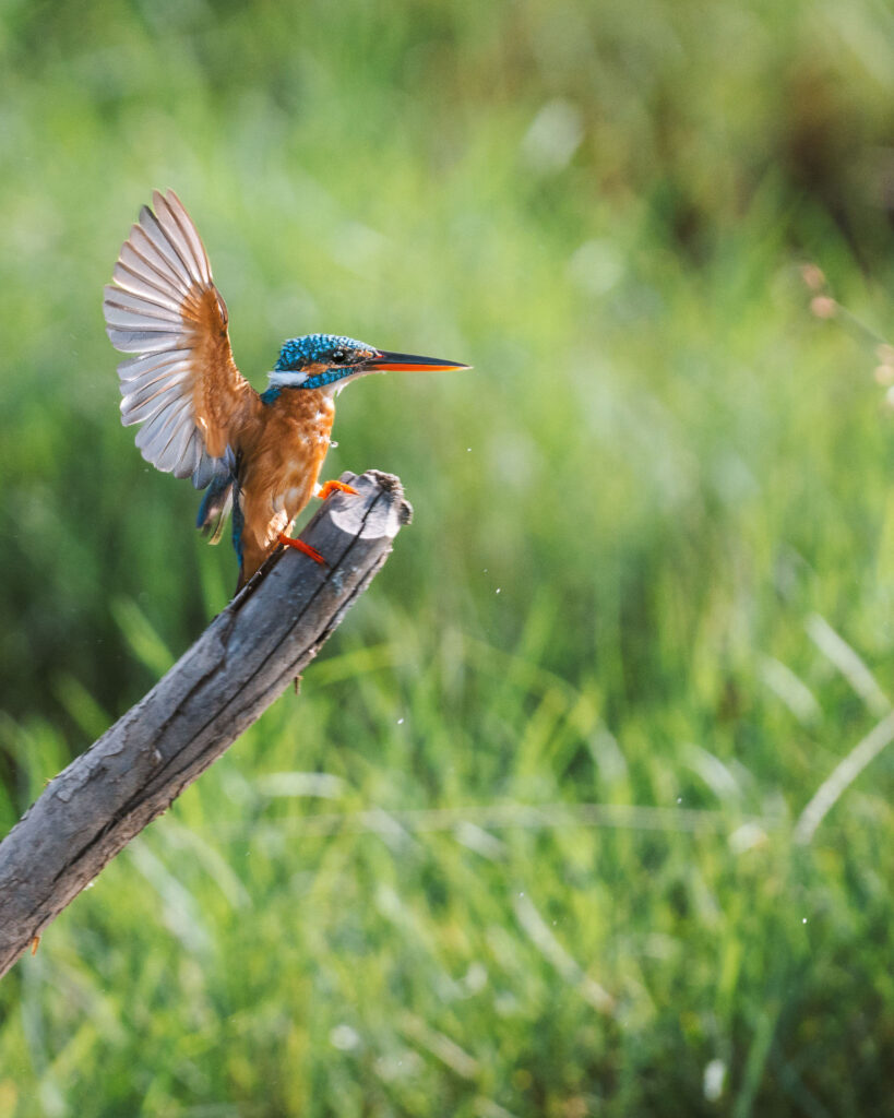 Common Kingfisher landing on a wooden perch in Kumana National Park, Sri Lanka.