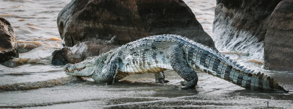 Crocodile walking through shallow water between rocks in Kumana National Park, Sri Lanka.