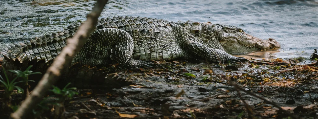 Crocodile resting beside the water in Kumana National Park, Sri Lanka.
