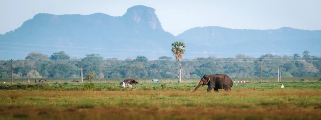 Wild elephant walking through open grassland near Arugam Bay, Sri Lanka, with distant mountains in the background.