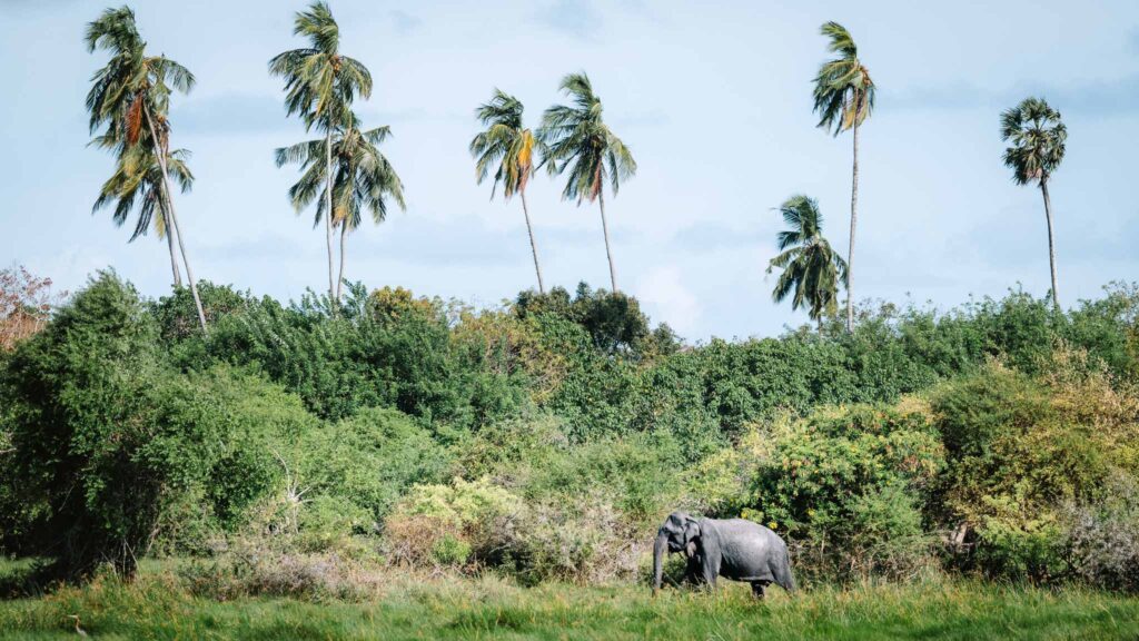 Elephant walking through grass below palm trees in Kumana National Park, Sri Lanka.