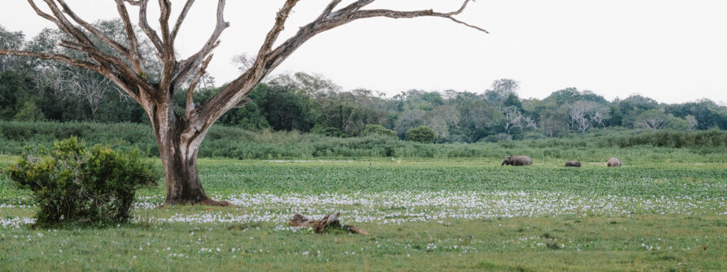 Elephants walking through a wetland tank near Arugam Bay, Sri Lanka, with a large tree and forest in the landscape.