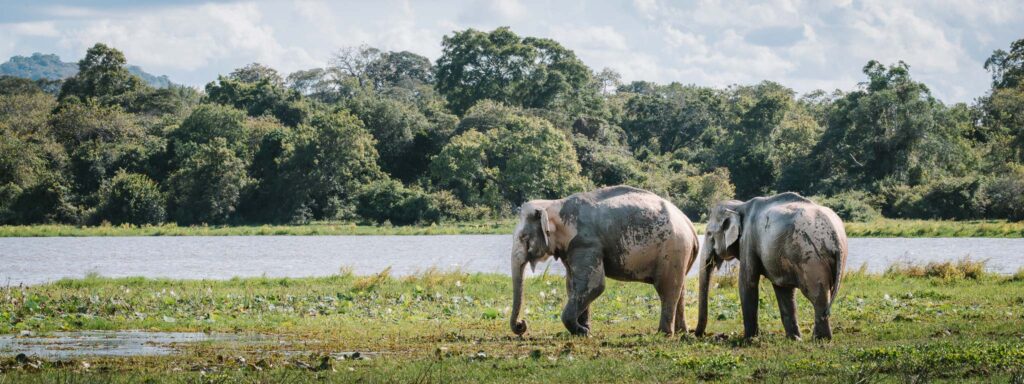 Two wild elephants walking through wetlands in Kumana National Park, Sri Lanka, with forest and water behind them.
