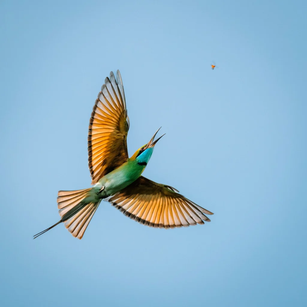 Green Bee-eater flying against a blue sky while catching an insect in Sri Lanka.