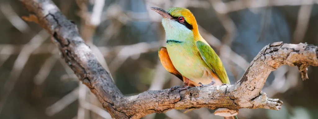 Green Bee-eater perched on a branch in Kumana National Park, Sri Lanka.