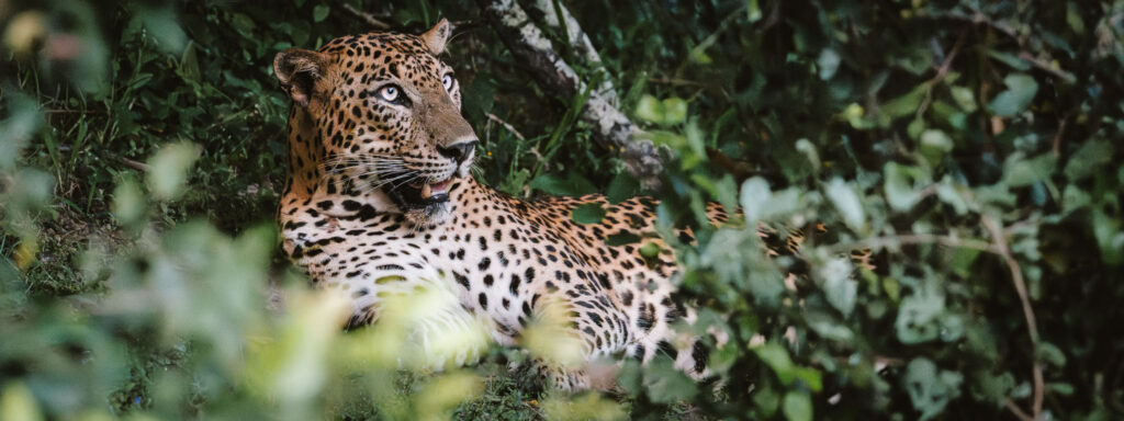 Sri Lankan leopard resting in the bushes in Kumana National Park during a wildlife photography safari.