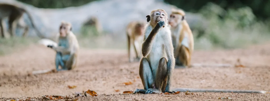 Monkeys sitting on the ground near Arugam Bay, Sri Lanka, with one eating in the foreground.