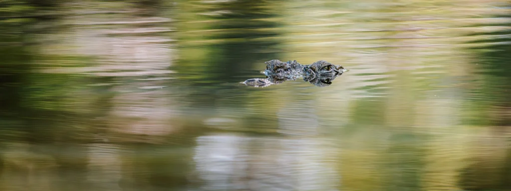 Mugger crocodile peeping out of the water near Arugam Bay, Sri Lanka, with green reflections on the surface.