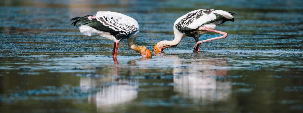 Two Painted Storks feeding in shallow water at Pottuvil Lagoon near Arugam Bay, Sri Lanka.