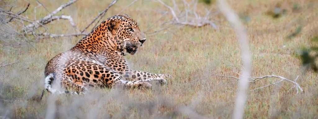 Sri Lankan leopard resting in dry grassland in Kumana National Park, Sri Lanka.