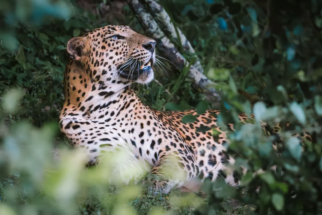 Sri Lankan leopard resting in the bushes in Kumana National Park, Sri Lanka.