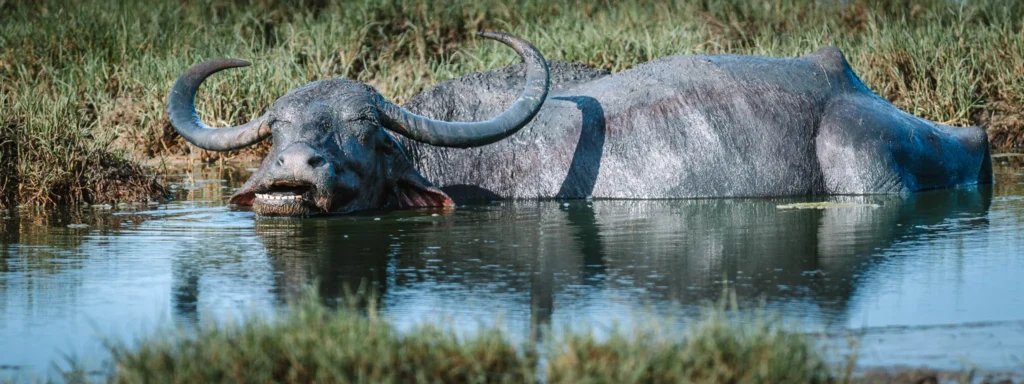 Water buffalo cooling down in a wetland pool in Kumana National Park, Sri Lanka.