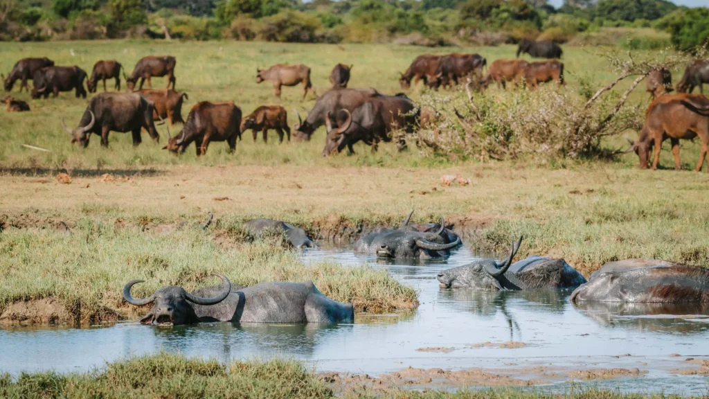Water buffalo cooling down in a wetland pool while others graze nearby in Kumana National Park, Sri Lanka.