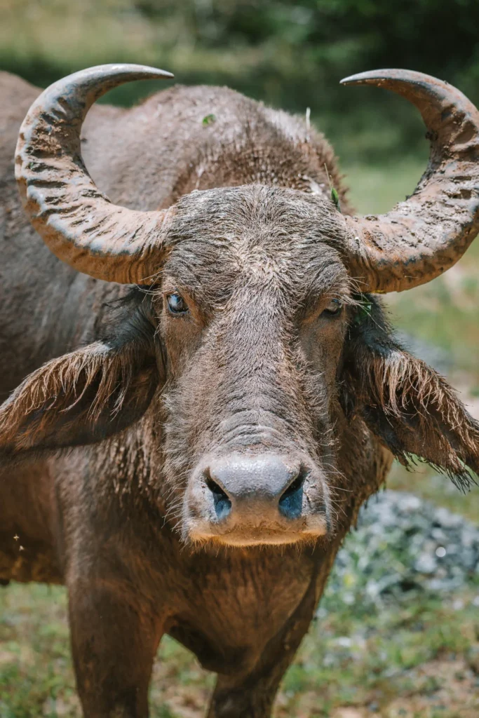 Close-up portrait of a water buffalo in Kumana National Park, Sri Lanka, with large curved horns and muddy fur.