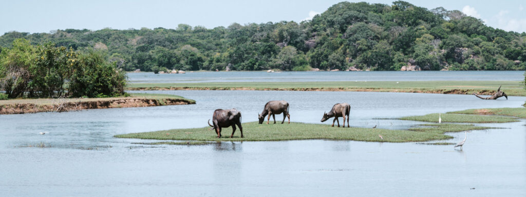Water buffalo grazing on a wetland island in Kumana National Park, Sri Lanka, with birds and forest in the background.