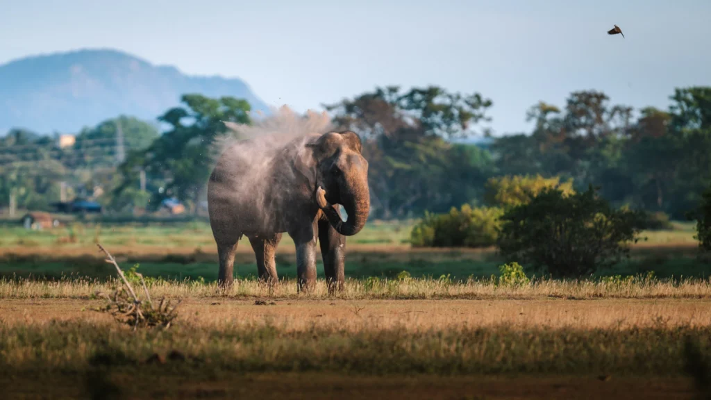 Wild elephant throwing dust over its back near Arugam Bay, Sri Lanka, with trees and hills in the background.