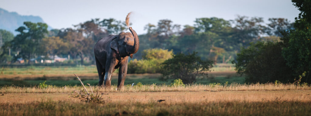 Wild elephant raising its trunk in grassland near Arugam Bay, Sri Lanka, with trees and hills in the background.